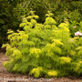 A young Lemony Lace® Elderberry with golden cutleaf foliage and soft mounded shrub form in a mixed border