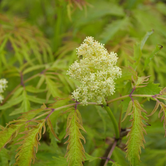 A young Lemony Lace® Elderberry with golden cutleaf foliage and soft mounded shrub form in a mixed border
