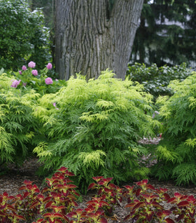 Lemony Lace® Elderberry
