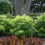 A young Lemony Lace® Elderberry with golden cutleaf foliage and soft mounded shrub form in a mixed border