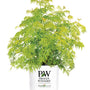 Lemony Lace® Elderberry