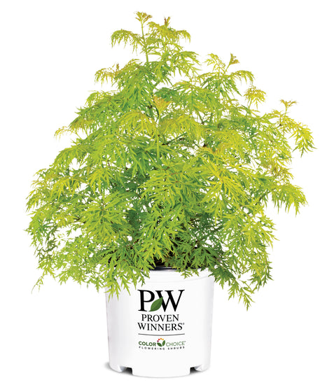 Lemony Lace® Elderberry