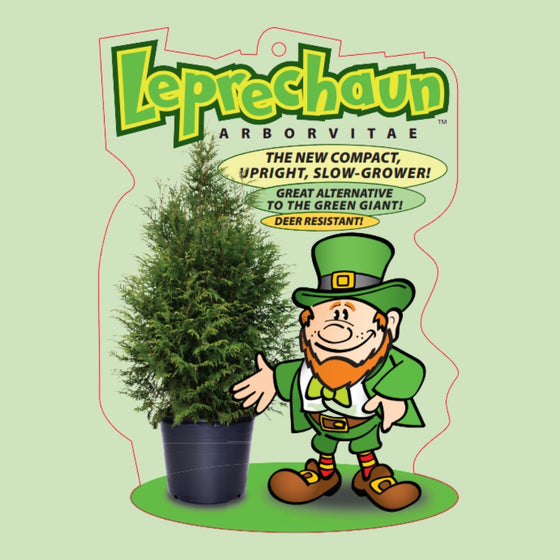Leprechaun Arborvitae packaging with a cartoon leprechaun and tree on a light green background