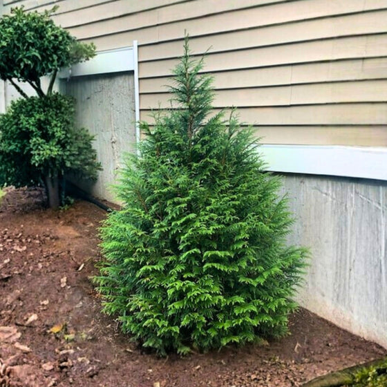 Leprechaun™ arborvitae habit with narrow pyramidal form, about 8–10 ft tall and 4–6 ft wide, perfect for tight screens.