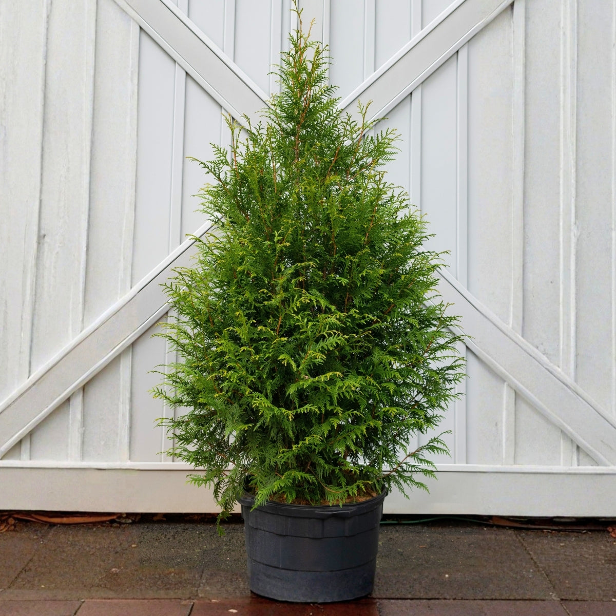 can you plant arborvitae in a pot Leprechaun™ Arborvitae