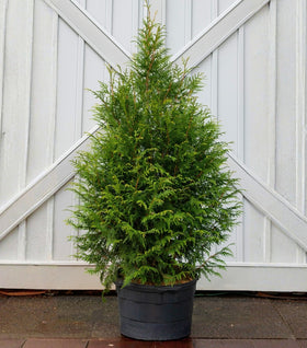 Leprechaun™ Arborvitae