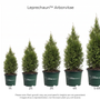 Leprechaun Arborvitae Size Chart