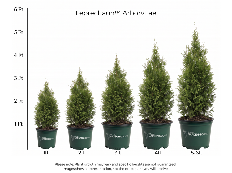 Leprechaun Arborvitae Size Chart