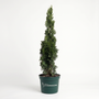 Leprechaun™ arborvitae foliage close-up showing soft, dense green sprays and tight branching for a refined privacy hedge texture.
