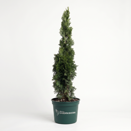 Leprechaun™ arborvitae foliage close-up showing soft, dense green sprays and tight branching for a refined privacy hedge texture.