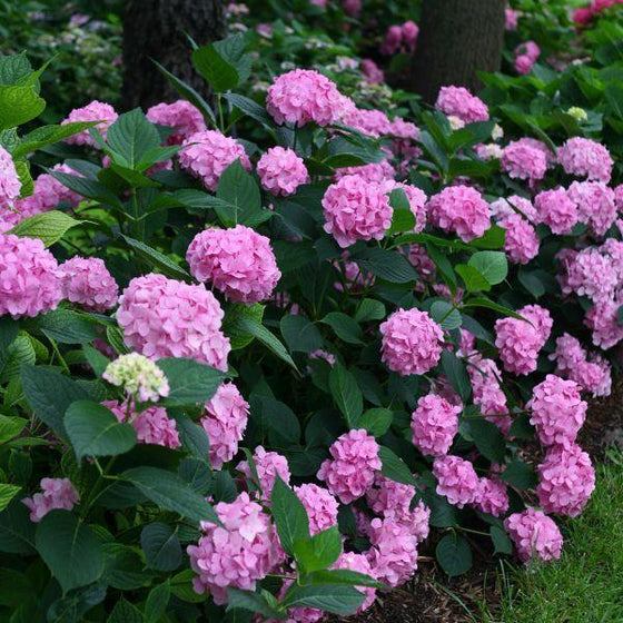 Pink flower clusters show up in alkaline soils. here they are lined up to create a hedge