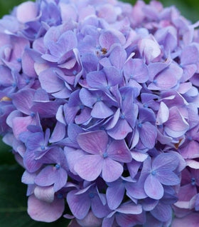 Let's Dance Moonlight Hydrangea
