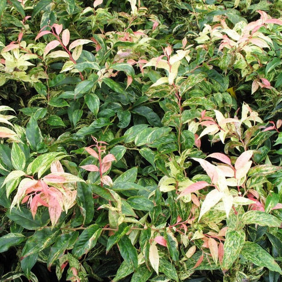 Leucothoe Girards Rainbow