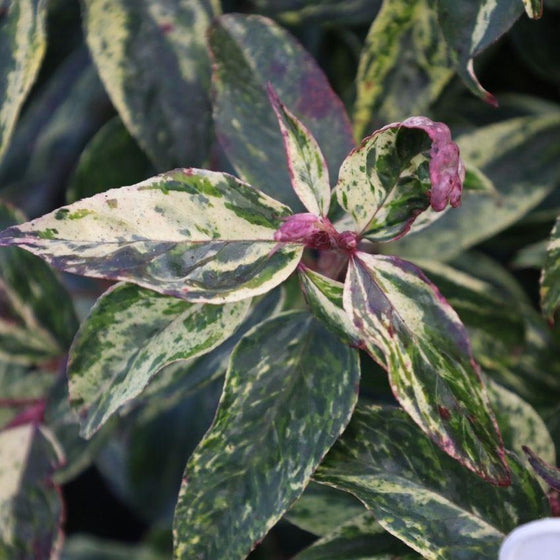 green cream and purple variegated foliage on leucothoe girards rainbow shrub