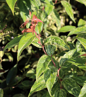 Leucothoe Girard's Rainbow