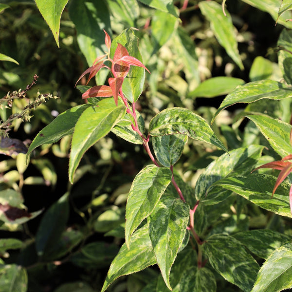 philodendron rainbow Leucothoe Girard's Rainbow for Sale