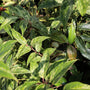 close up view of unique variegated foliage on leucothoe shrub
