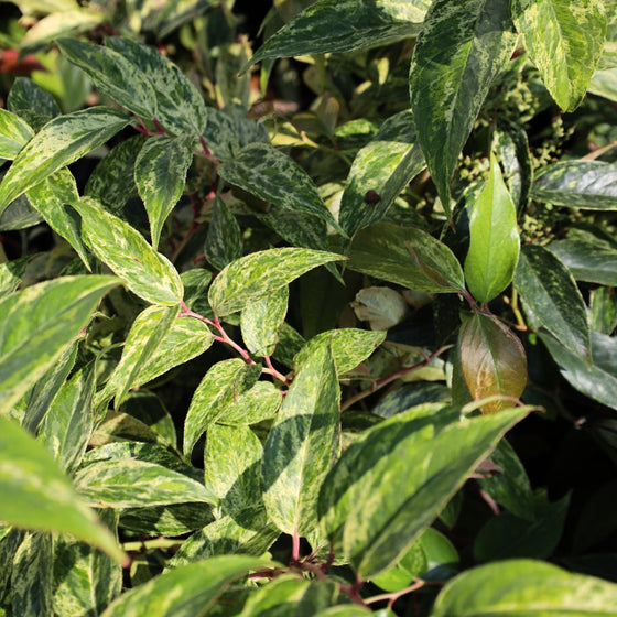 close up view of unique variegated foliage on leucothoe shrub