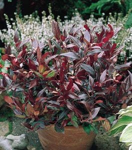 Leucothoe Scarletta