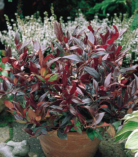 Leucothoe Scarletta