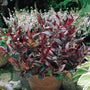 scarletta leucothoe fades its leaves into a dark burgundy color showing off its flair