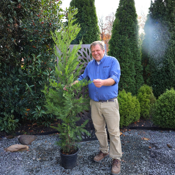 Our towering and lush 5-6 foot leyland cypress trees (Woodie is 6' tall for reference)
