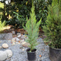 Potted Leyland Cypress 1-2 ft. variant great fast growing privacy tree