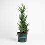 Potted Leyland Cypress 1-2 ft. variant great fast growing privacy tree