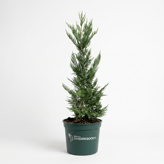 Potted Leyland Cypress 1-2 ft. variant great fast growing privacy tree