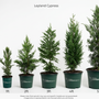  Leyland cypress height variants