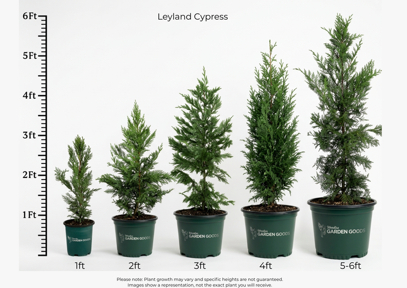  Leyland cypress height variants