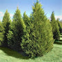 the dense evergreen foliage of Leyland Cypress trees
