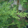 Leyland Cypress Evergreen leaf close up
