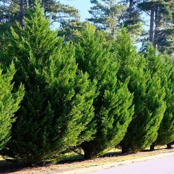 Leyland Cypress Evergreen Tree used as a fast-growing privacy screen along a driveway