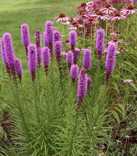 Liatris Kobold