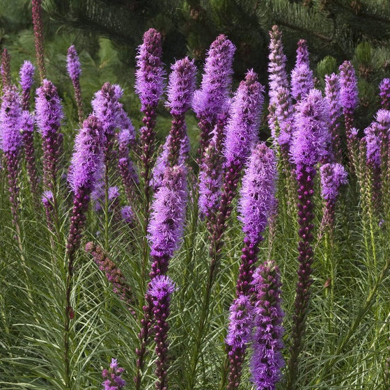 The Liatris Kobold growing in its natural habitat