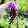 close up of unique blooms on liatris kobold