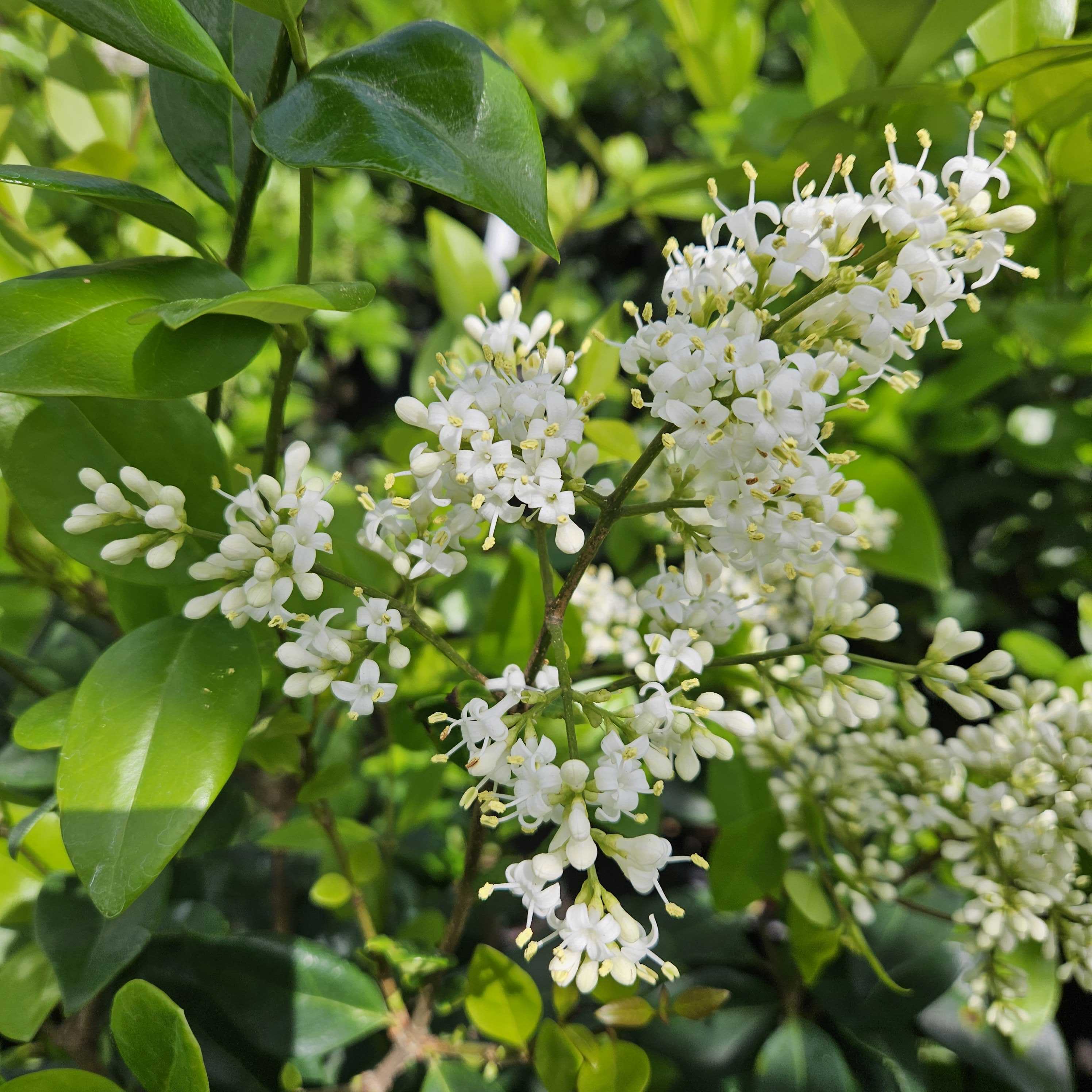 hedge ligustrum Ligustrum Davidsons Hardy