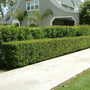 Dense Davidson's Hardy Ligustrum shrub with shiny dark green foliage in a buffer planting along a busy sidewalk