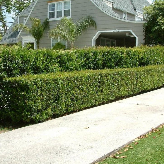 Dense Davidson's Hardy Ligustrum shrub with shiny dark green foliage in a buffer planting along a busy sidewalk