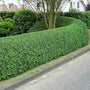 Davidson's Hardy Ligustrum planted as an evergreen privacy hedge in a sunny landscape