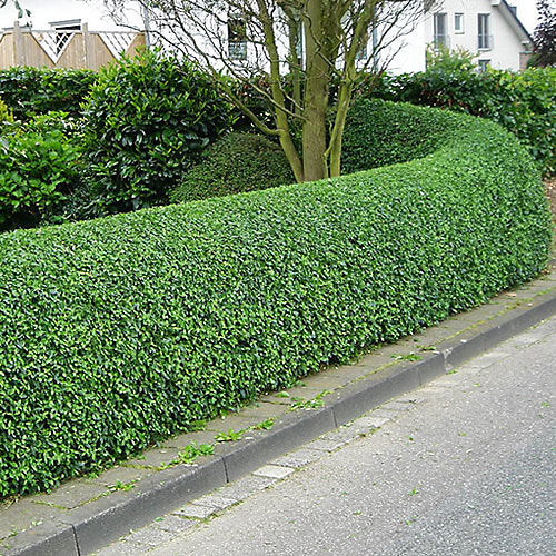 Davidson's Hardy Ligustrum planted as an evergreen privacy hedge in a sunny landscape