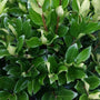 Close up of the dark green foliage of Davidsons Hardy Ligustrum