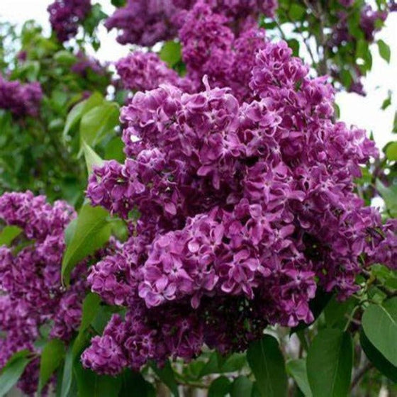 Richly purple Colored flower of Charles Joly Lilac
