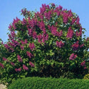 charles joly lilac has deep purple blooms that cover the shrub