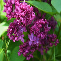 close look at the pinkish purple blooms of the lilac charles joly shrub