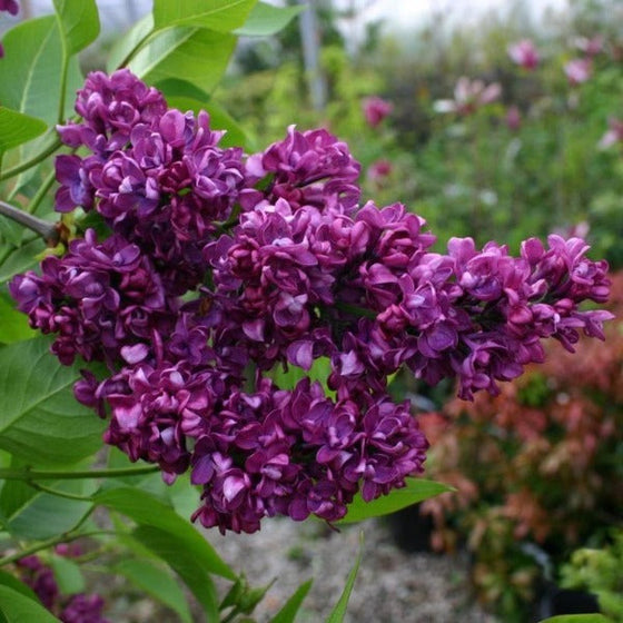 The rich purple flowers of Charles Joly Lilac