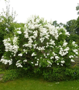 Lilac Madame Lemoine