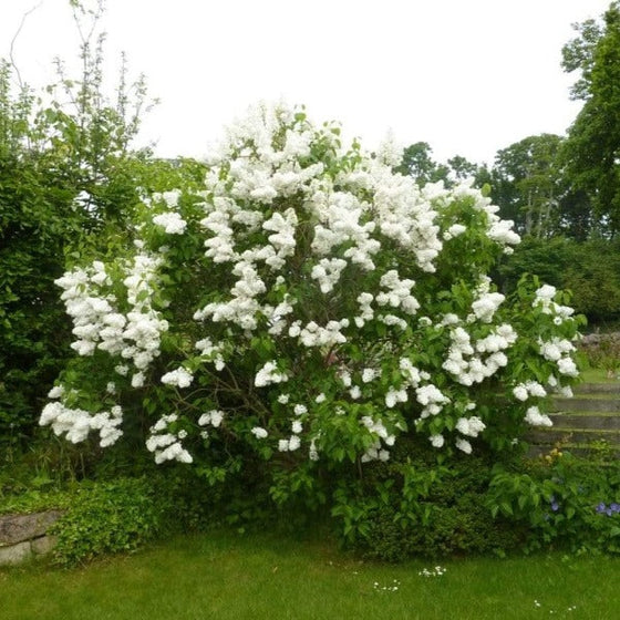 lilac madame lemoine has bright white blooms