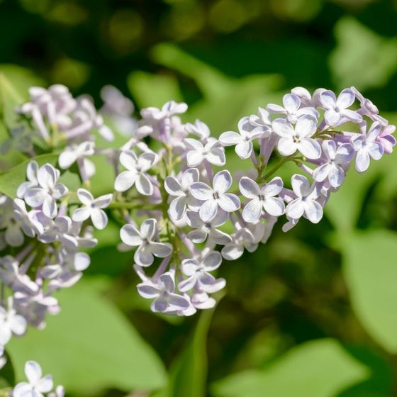 close look at the pure white blooms of the lilac madame lemoine flowering shrub